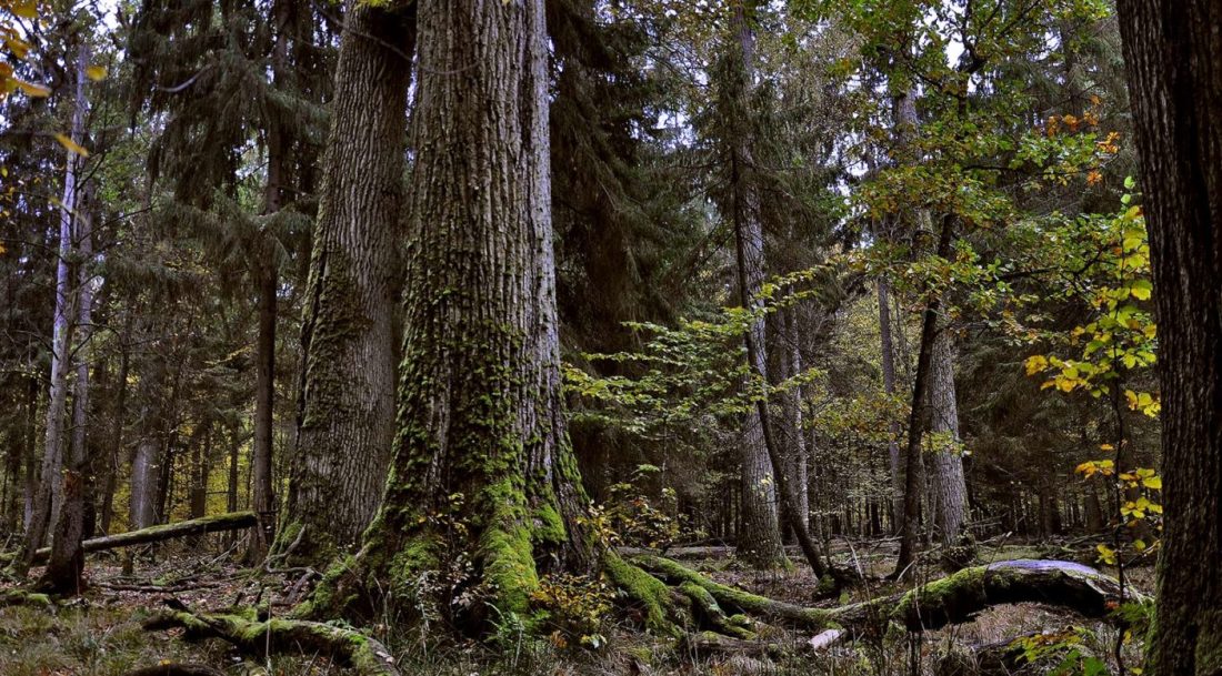 Bialowieza-Forest_1600TCL-1404x778-c-default.jpg