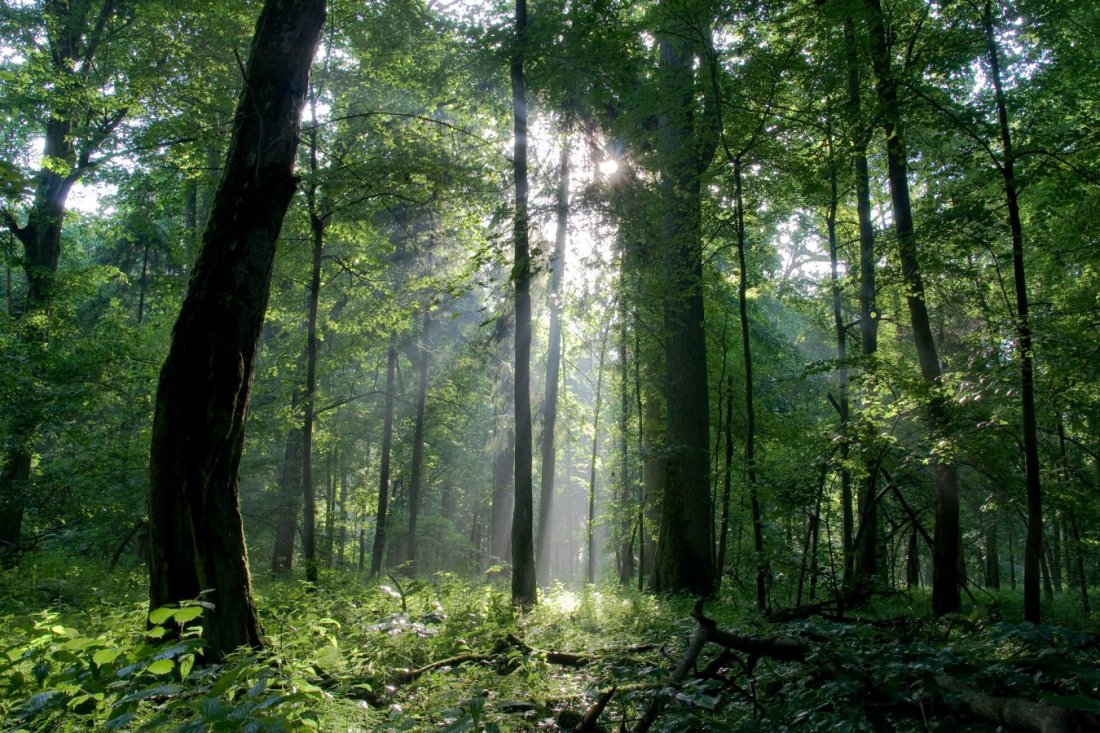 bialowieza_forest_c_tomasz_wilk_0.jpg