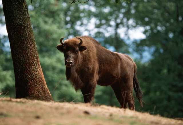 European-Bison-Photos