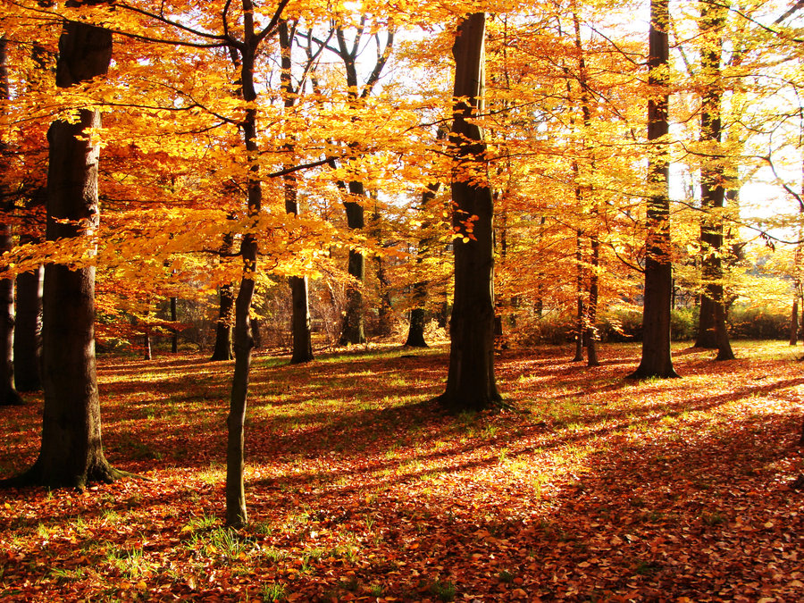golden_polish_autumn_by_luin_tinuviel-d5d7cwu